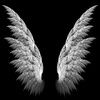 draginflywings